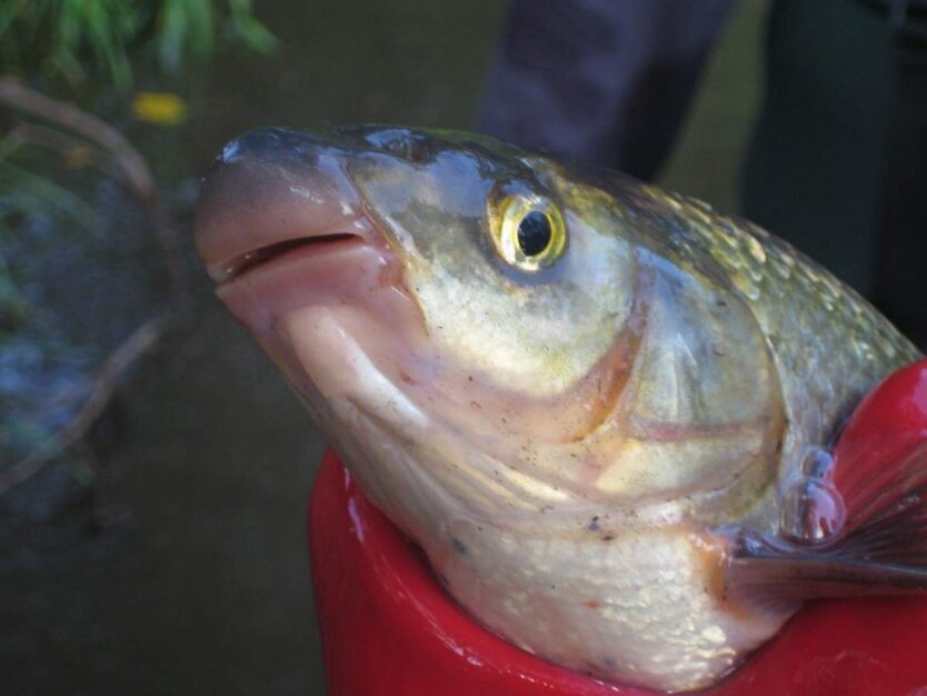 Подуст обыкновенный