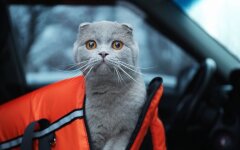 Тварина в авто