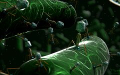 virus