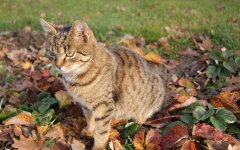 Прогноз погоди в Україні