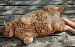 Прогноз погоди в Україні