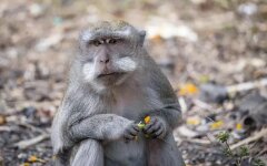 Угроза обезьяной оспы / Фото: Global Look Press