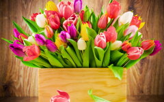 tyulpanyi_prazdnik