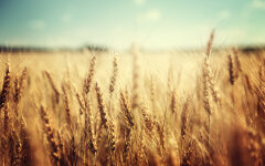 Сельское хозяйство Украины. Пшеница