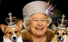 korgi-korolevyi-elizavetyi-ii