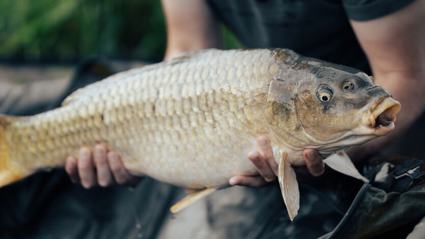 Fish prices in Ukraine / Photo: pexels