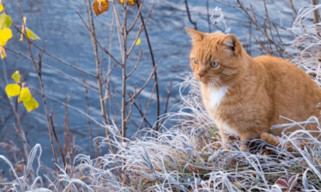 Прогноз погоди в Україні / Фото: Depositphotos