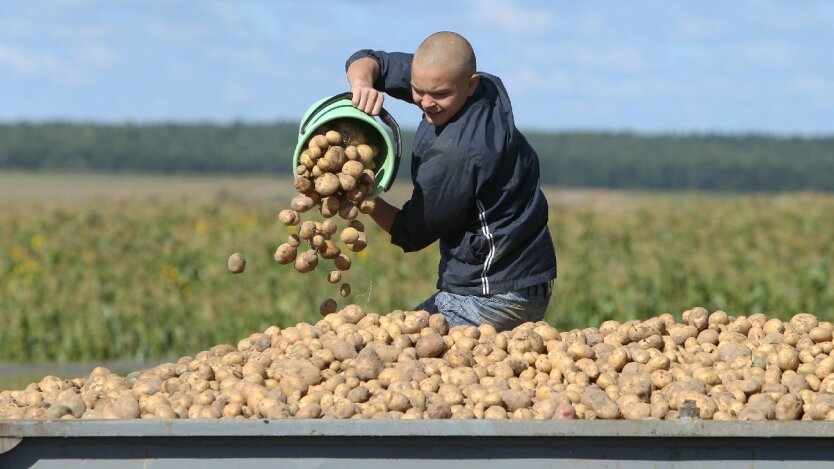 Цены на картофель в Украине,в Украине подешевела картошка,цена на картофель июль 2020