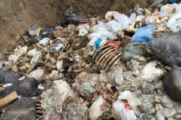 скотомогильник