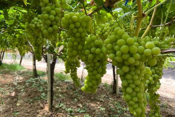 Ціни на виноград в Україні