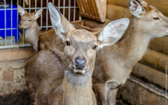 зоопарк в межигорье