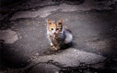 кот