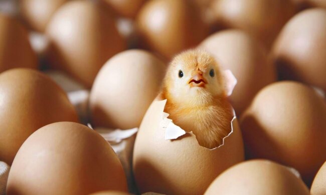 Украина запретила импорт польских яиц и птицы