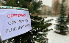 Вирубування хвойних дерев