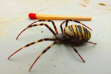 Паук Aргиопa Брюннихa, Закарпатье