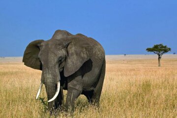 Слон Зимбабве