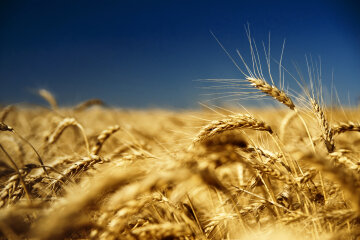 Пшеница. Экономика Украины