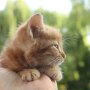 Прогноз погоды летом