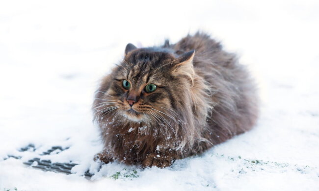 Прогноз погоди в Україні