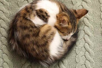 "Кот клубком"