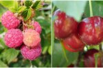 В Украине аномально упали цены на летние ягоды: сколько стоят
