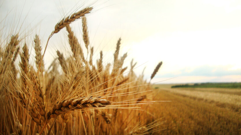Урожай пшеницы