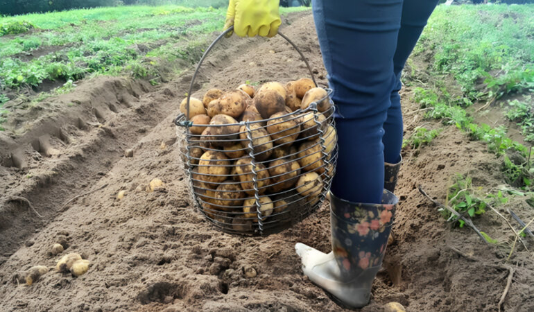 Ціни на картоплю