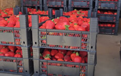 Ціни на полуницю