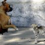 кошка собака