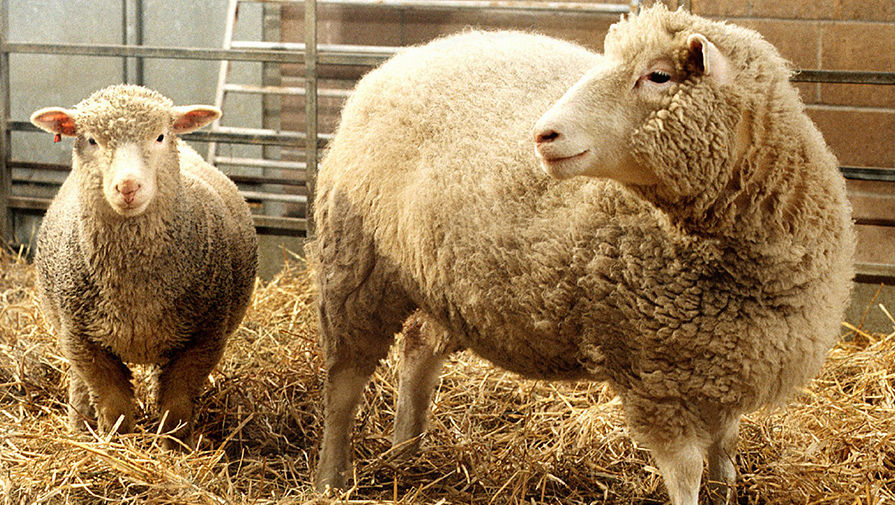 Клоны овечки Долли подтвердили безопасность клонирования, — ученые - ХВИЛЯ