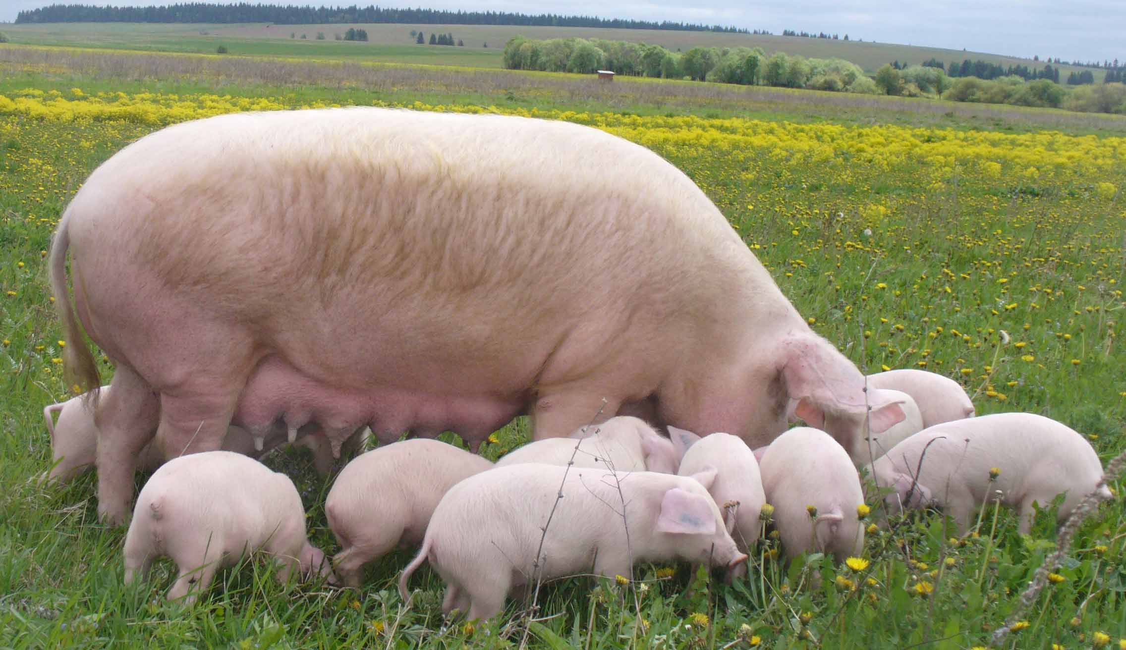 Как приготовить комбикорм для поросят и свиней в домашних условиях?