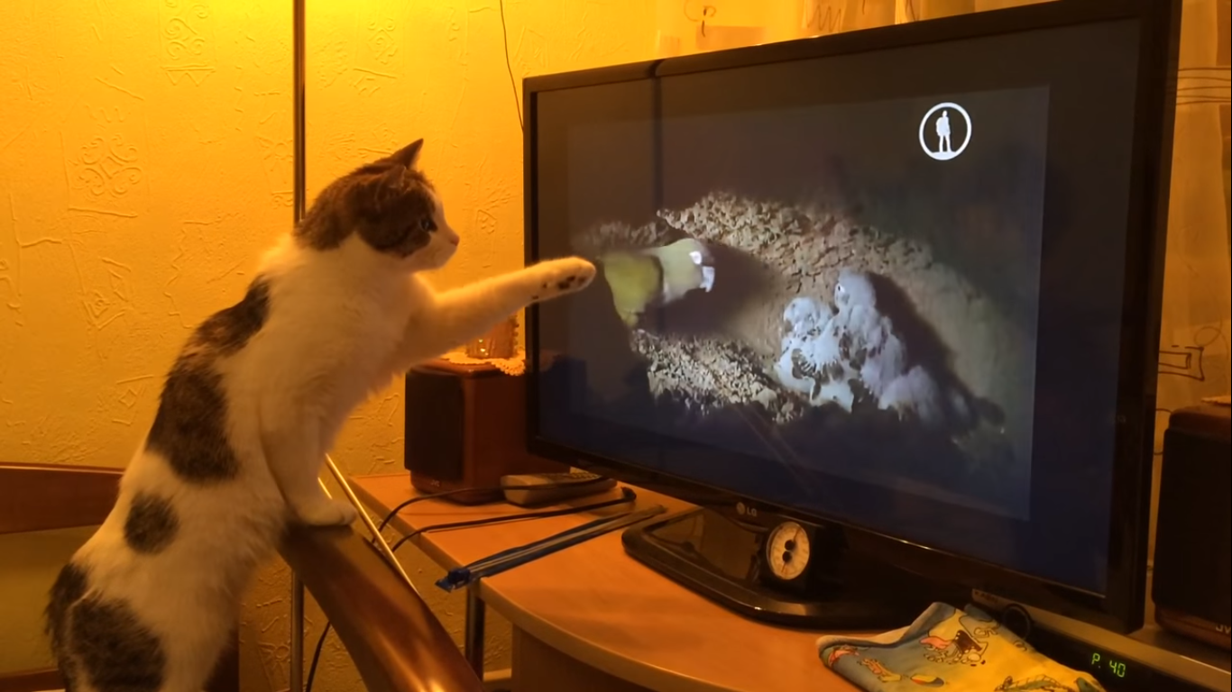 Смотрят кошки на экране. Коты и телевизор. Котенок телевизор. Кошка на телевизоре. Кот перед телевизором.
