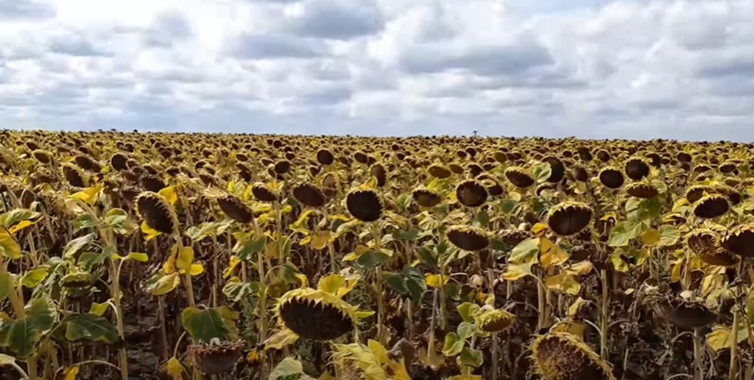 Цена Подсолнечника На Сегодня В Оренбургской Области