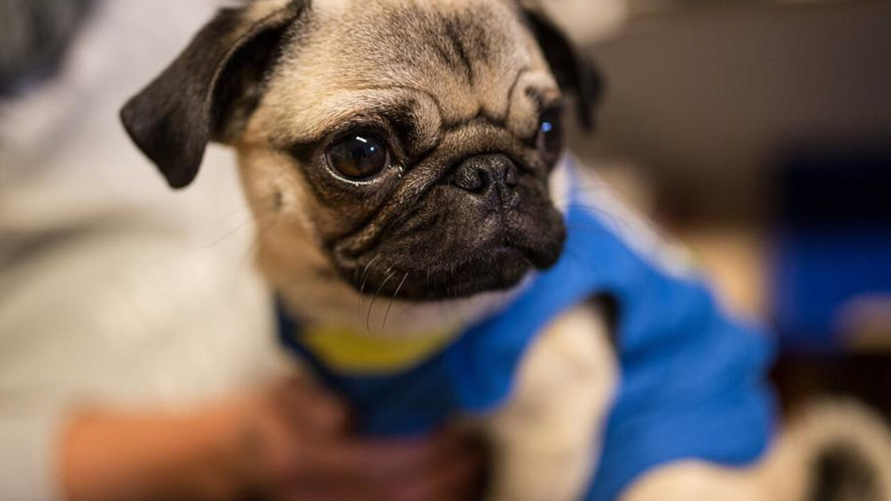 Носочки с мопсом. Мопс и бульдог. Мопс приучение к туалету. Мопс приучение к туалету. Британский мопс.