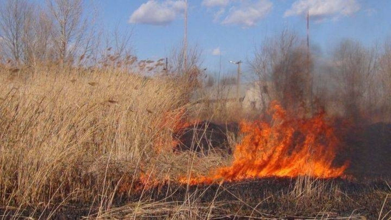 Пожары частые. Горит сухостой. Сухостой пожар. Самовозгорание сухой травы. Горение сухостоя.